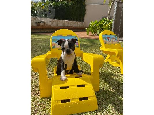 Nina το αρσενικό Boston Terrier